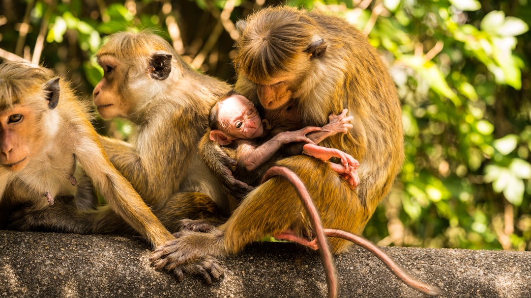 a group of monkeys