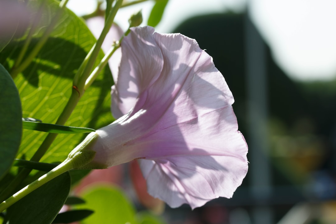 a close up of a flower