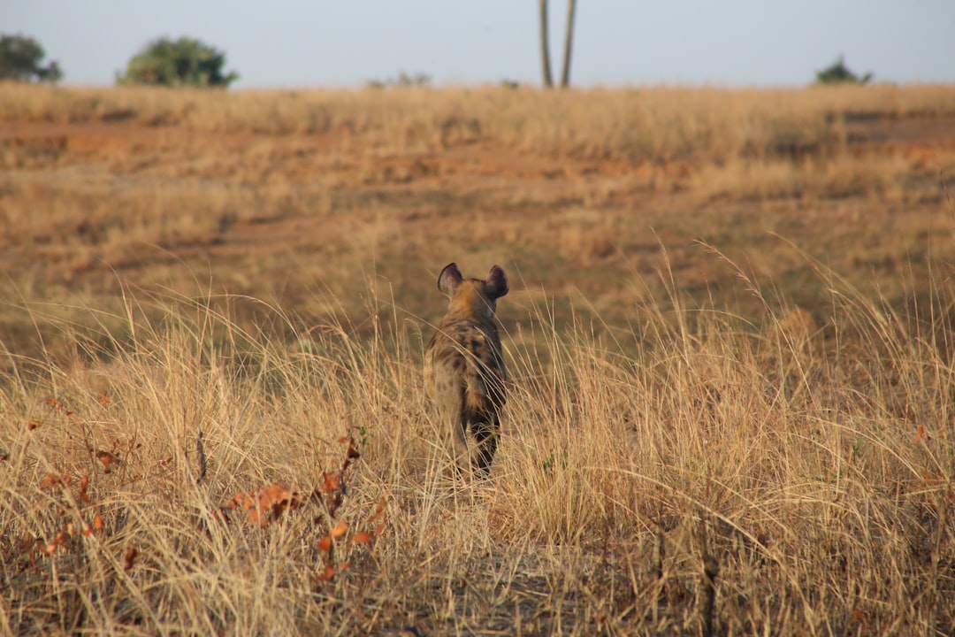 brown cheetah on brown grass field at daytime