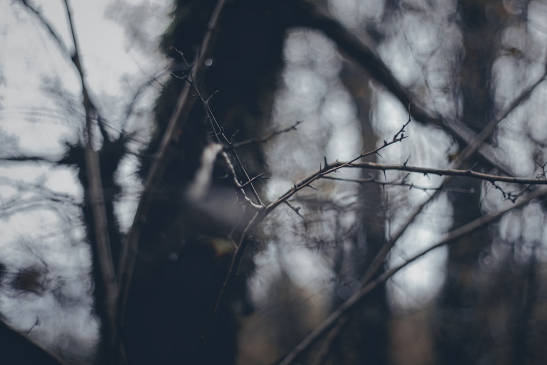 a blurry photo of a branch in a forest