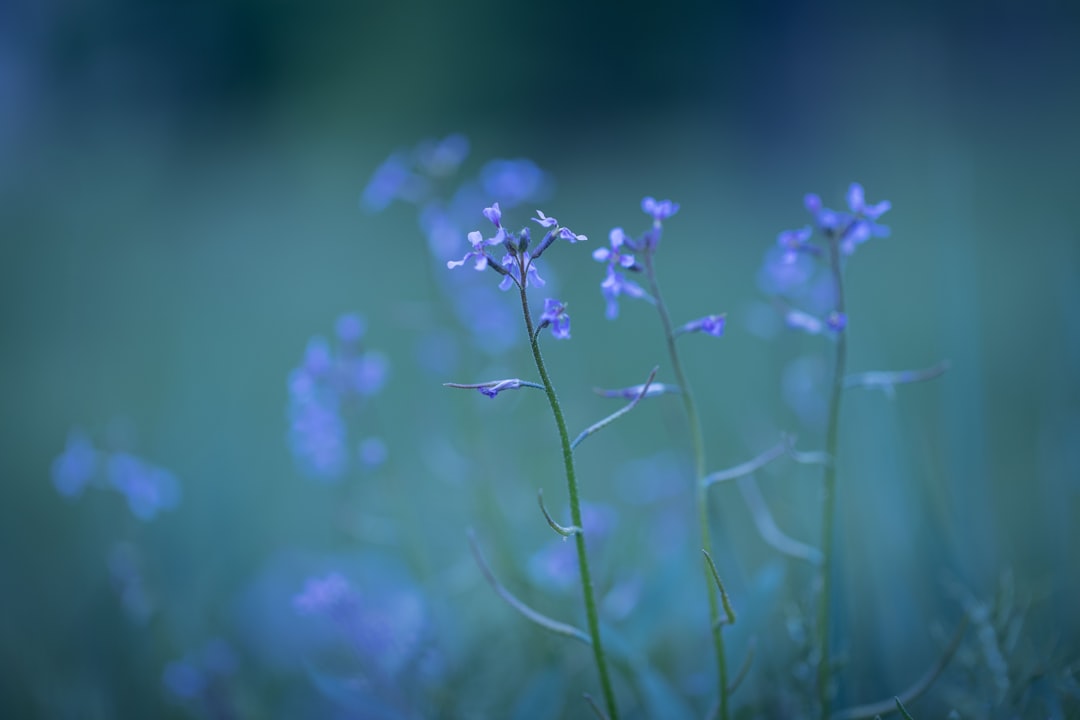 a close up of a flower