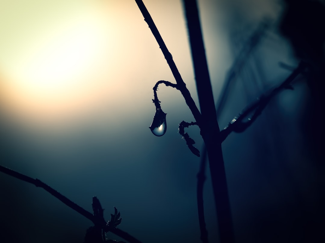A close up of a plant with drops of water on it