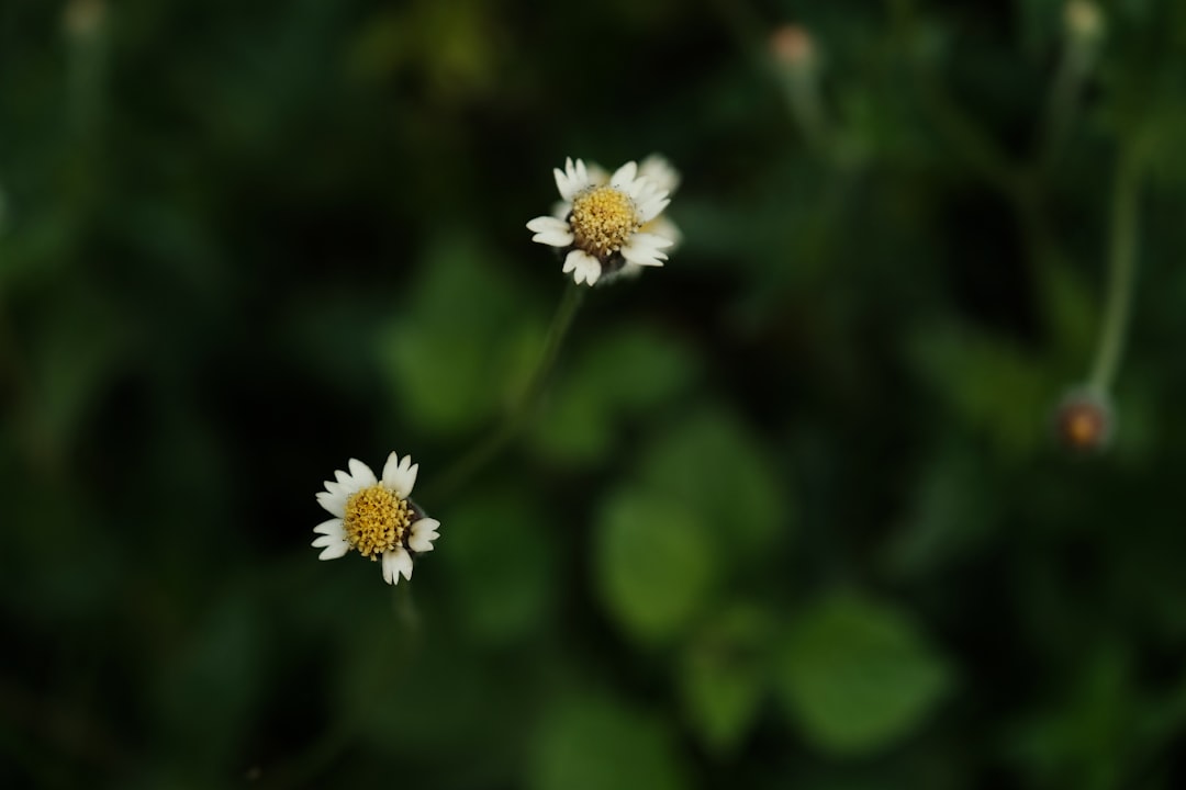 A couple of white flowers sitting on top of a lush green field