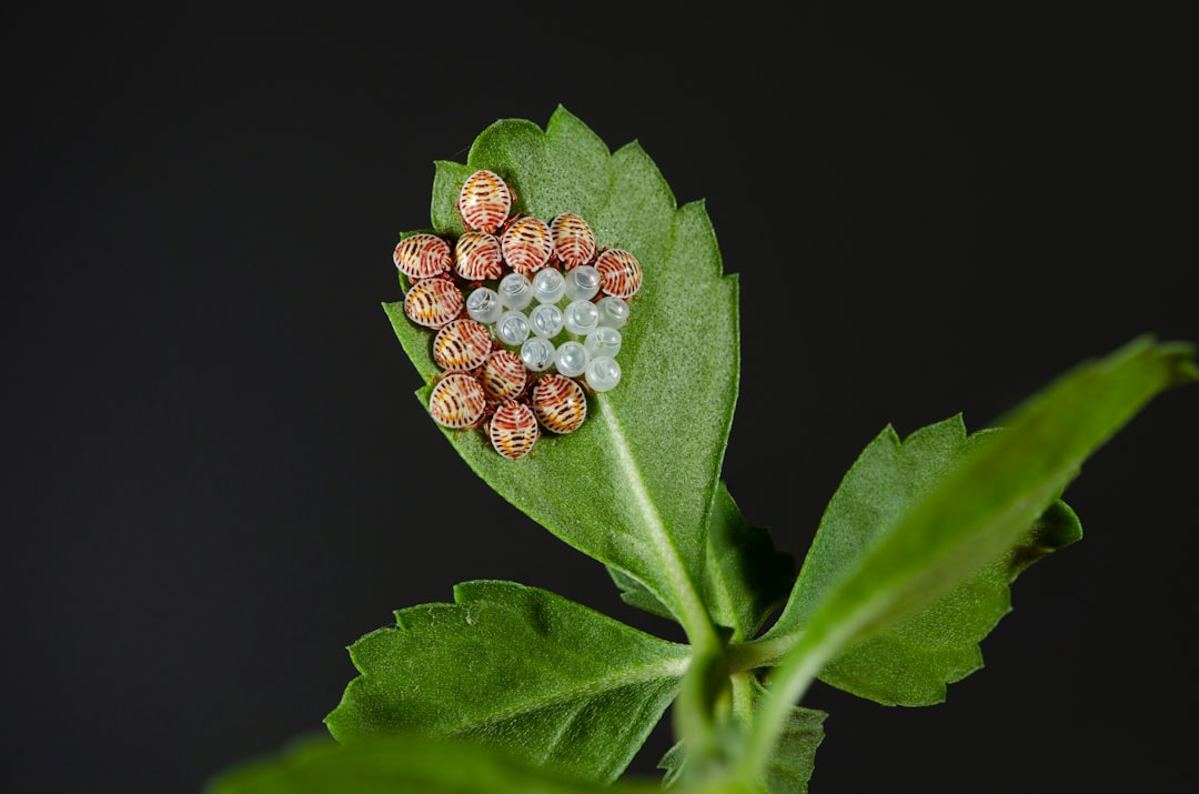 a close up of a leaf with some candy on it