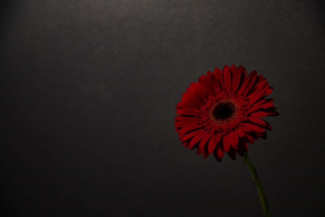 A red flower in a vase with a black background