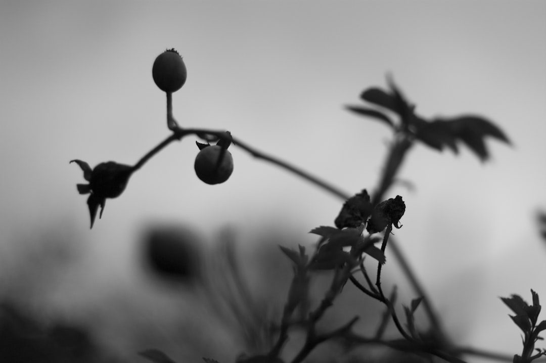 grayscale photo of round fruit