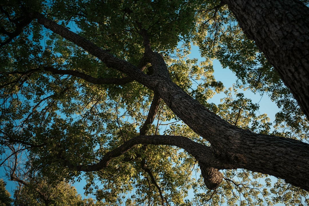 Looking up at a tree and the sky.