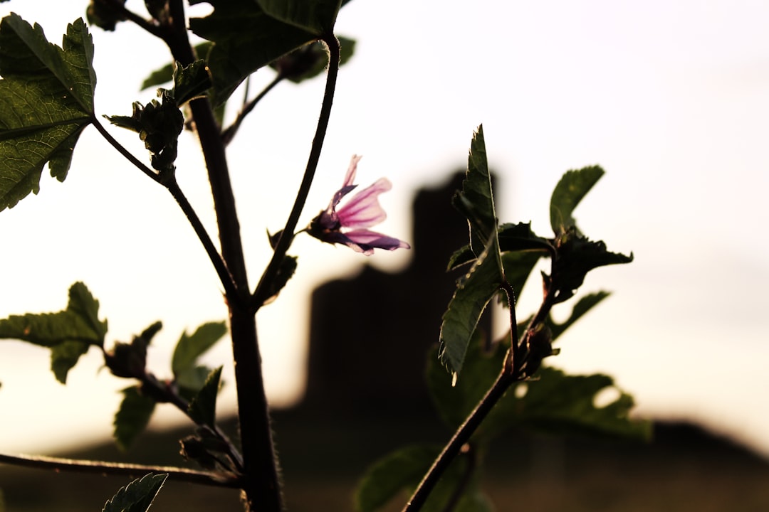 pink flower in tilt shift lens