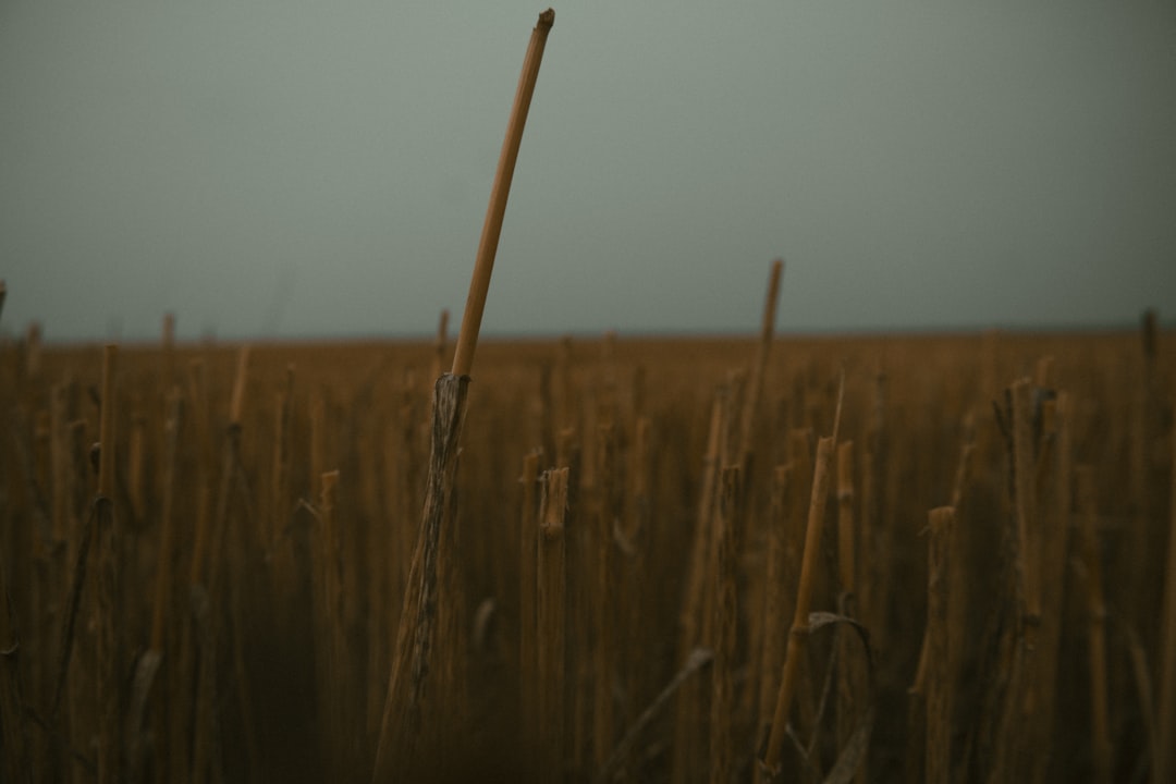 A field of tall grass with a stop sign in the middle of it