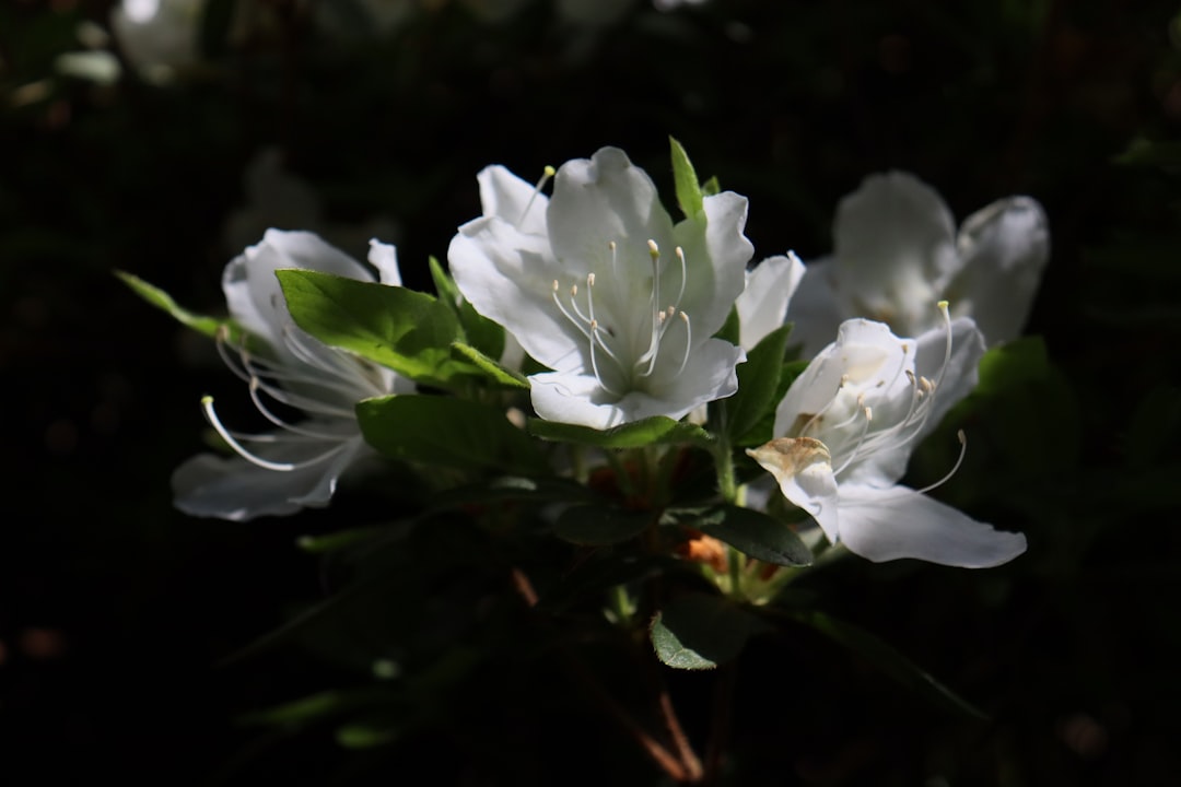 a bunch of white flowers with green leaves