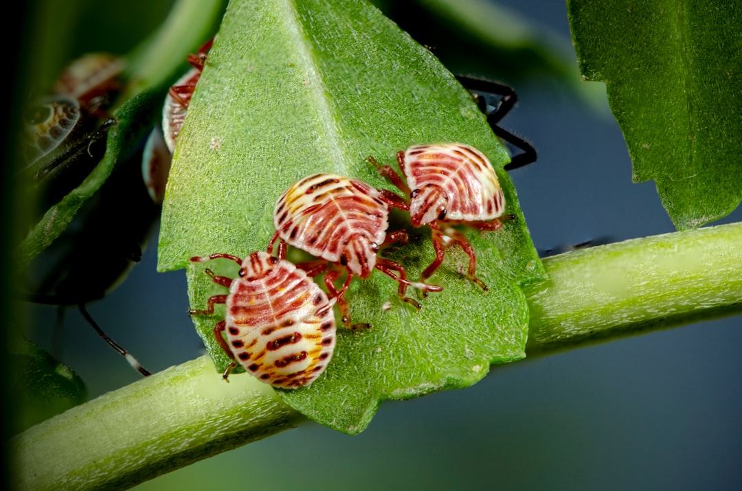 red bug insects